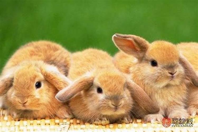 1963年的兔有几次婚姻属兔的婚姻与爱情