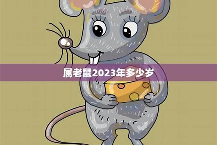 老鼠是几岁2023