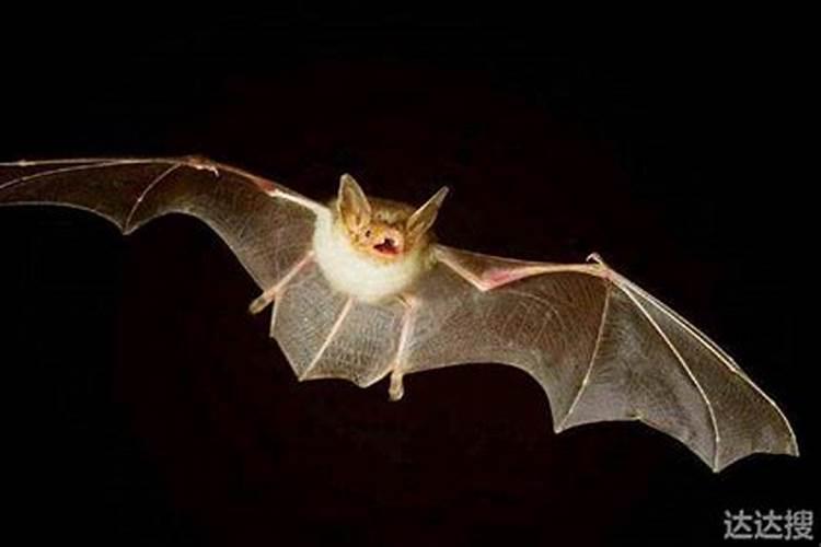 家里进蝙蝠的真正预兆不会是怀孕吧!