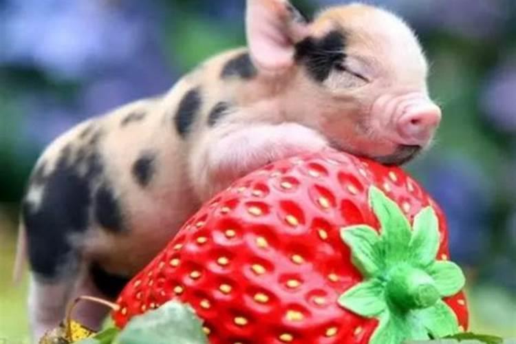 90%人要生猪宝宝，属猪到底好不好？几月出生的“猪”命最好？
