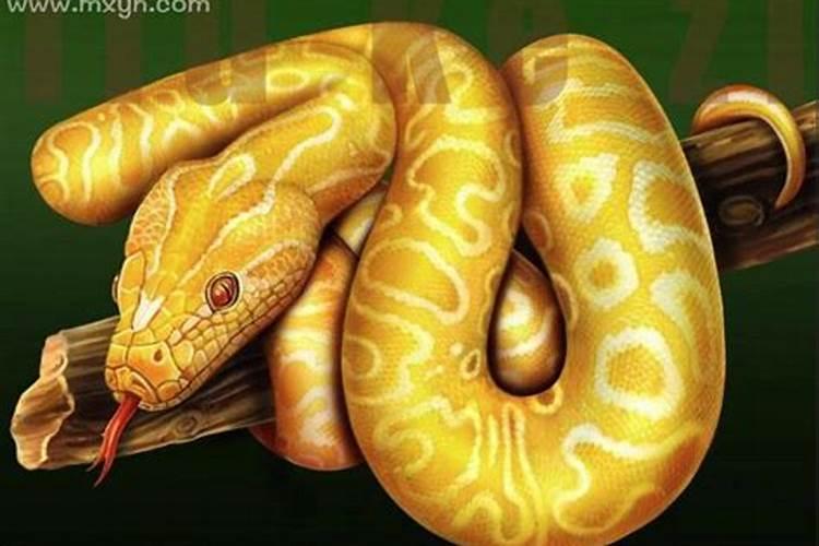 梦见很多黄金蟒蛇是什么意思