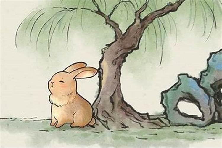 兔子最怕什么生肖