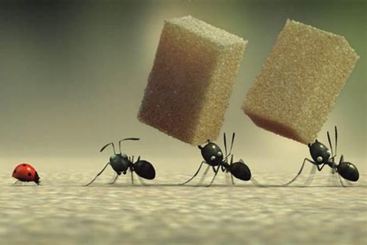 家里突然多了许多蚂蚁是怎么回事