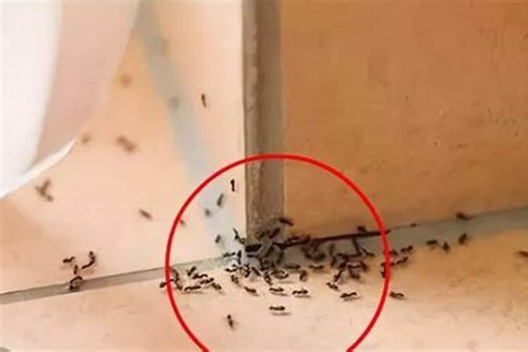 家里有蚂蚁有啥说法