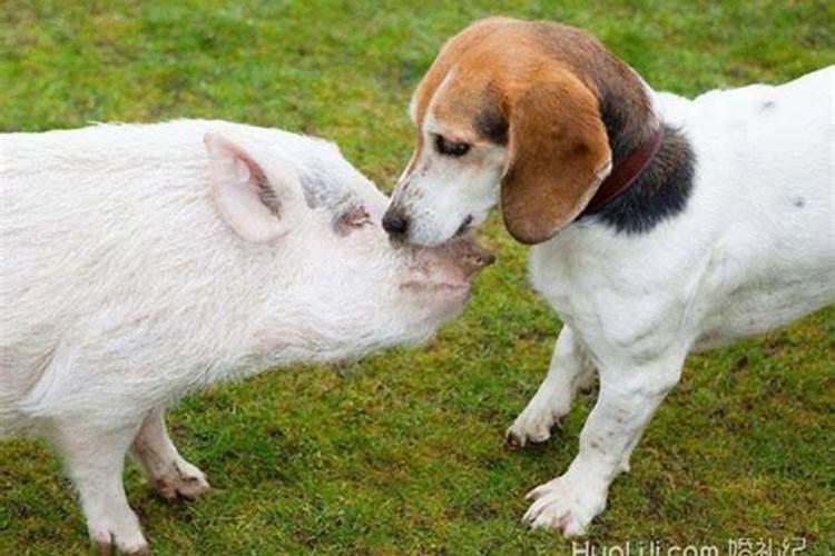 狗和属猪的人相配婚姻怎么样